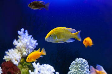 Naklejka na ściany i meble Bright beautiful ocean fish in blue sea water