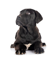 puppy cane corso