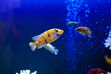 Bright beautiful ocean fish in blue sea water