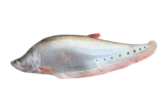 Spotted knifefish or chitala ornata isolated on white