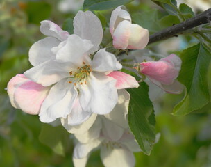 Beautiful and delicate apple flowers in the morning sun close up.  Apple blossom. Spring background.