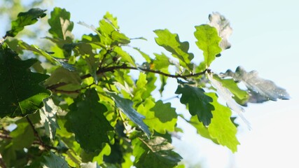 Lush green oak foliage in sunlight.