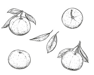 Hand drawn sketch black and white of mandarin, tangerine fruit, leaf. Vector illustration. Elements in graphic style label, card, sticker, menu, package. Engraved style illustration.