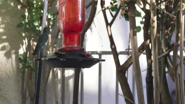 A hummingbird circles a garden hummingbird feeder before landing for a drink.