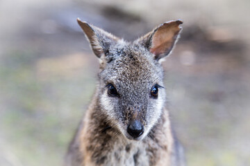 Close up wallaby portrait in the contact zoo