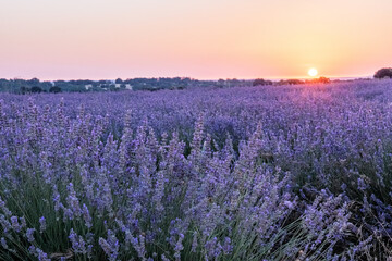 Fototapeta na wymiar Lavender flowers in a field at sunrise, atmosperic landscape