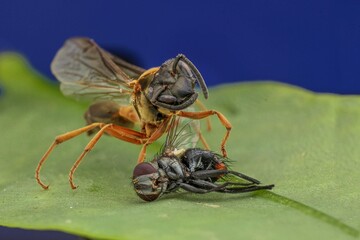 fly on leaf