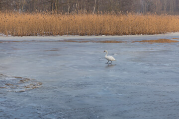 City Riga, Latvia. Frozen river and white swan.