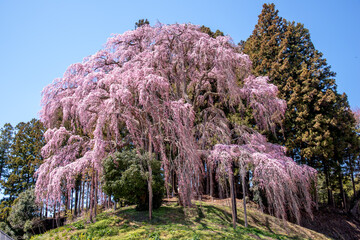 Cerejeiras de Fukushima.