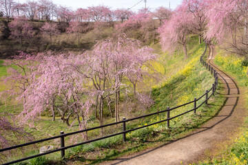 Cerejeiras de Fukushima.