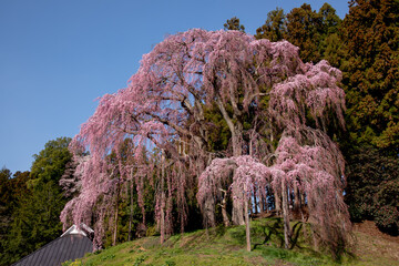 Cerejeiras de Fukushima.