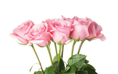Fototapeta premium Beautiful pink roses on white background