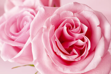 Beautiful pink roses on color background, closeup