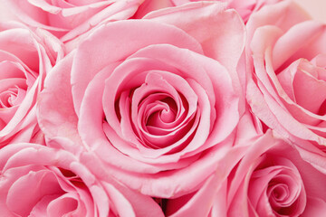 Beautiful pink roses as background