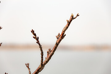 桜のつぼみ