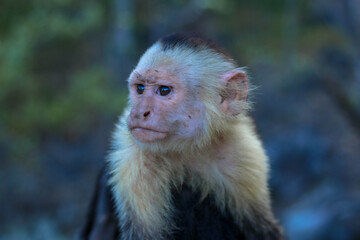 Mono cara blanca en Costa Rica