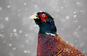 Ringneck Pheasant ( Phasianus colchicus ) male close up