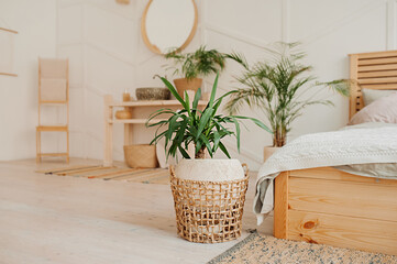 green plant in beige wicker recycled eco basket on bright interior room with cozy bed. Stylish, minimalistic interior of Scandi. Growing and caring plants at home, vertical content inspiration
