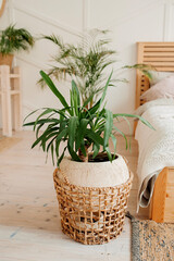 green plant in beige wicker recycled eco basket on bright interior room with cozy bed. Stylish, minimalistic interior of Scandi. Growing and caring plants at home, vertical content inspiration