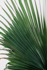 selective focus huge leaves of a green houseplant. growing flowers and landscaping your home space. home jungle.