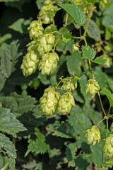Weibliche Bl&uuml;ten vom Hopfen, Humulus lupulus
