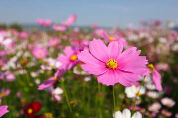 Pink cosmos flower in a field with blurred background