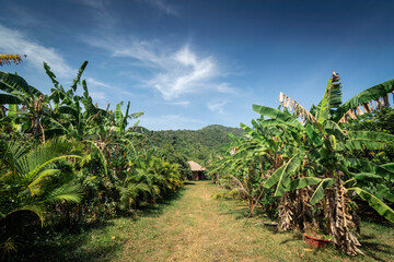banana plantation on rural organic fruit farm near kampot cambodia