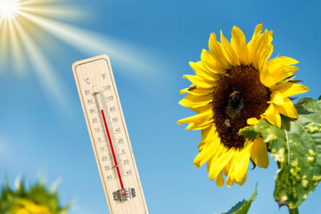 Eine Sonnenblume und Thermometer im Sommer