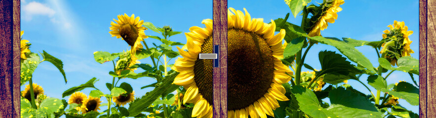 Eine Sonnenblume im Garten und ein Fenster