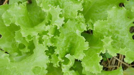 green plants Marijuana and lettuce.