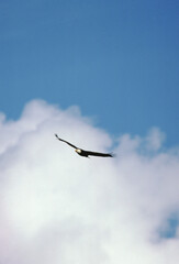 Bald Eagle (Haliaeetus Leucocephalus)