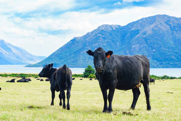 Black cow and herd in paddock beside lake surrounded by scenic mountains.