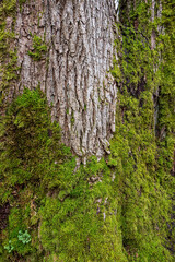 dense green mosses covering the bottom of the tree trunk with cracked light grey bark surface