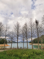 Larix pine in Taiwan Sun Moon Lake