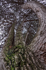 a huge redwood tree with few thin main branches grew in a curve under dense thin branches
