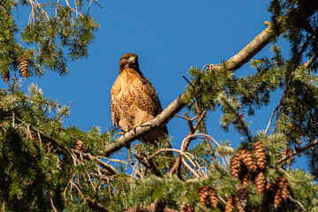 close up of a beautiful juvenile hawk resting on the branch of pine tree surrounded by green leaves under clear blue sky