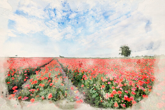 Beautiful summer landscape - field full of red popy flowers - waterpaint image