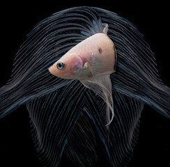 Fototapeta premium fish in aquarium