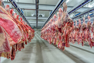 The beef carcasses are hanging in the large refrigerator.