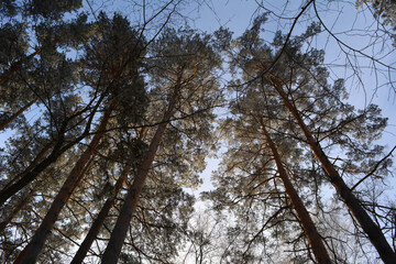 Obraz premium Pine trees in hoarfrost against blue sky in winter.
