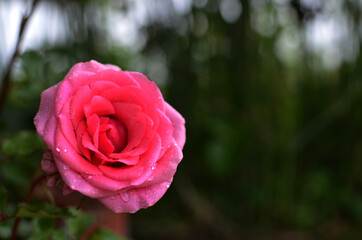 Pink roses flowers