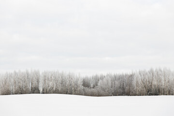 winter scene snow covered trees forest field cloudy day white grey minimalism curve