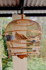 turtledoves (Spilopelia chinensisare) perched in a cage