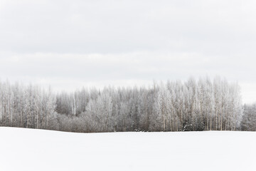 winter scene snow covered trees forest field cloudy day white grey minimalism 
