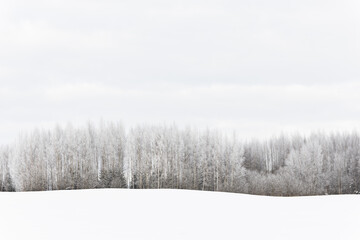 winter scene snow covered trees forest field cloudy day white grey minimalism 