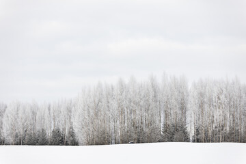 winter scene snow covered trees forest field cloudy day white grey minimalism landscape