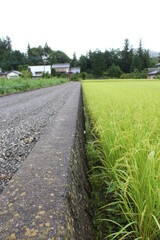 road and rice field 