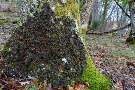 Lichen peltigera horizontalis and moss on oak trunk. Cabornera, León, Spain.