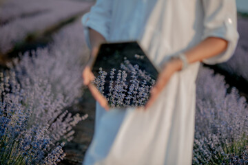 Back view of lovely lady wearing waving white dress, hat. Charming young woman in Blooming Lavender fields. Lavender essential oil with fresh lavender flowers. Lavendula oleum