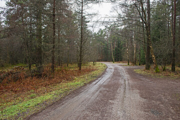Fototapeta na wymiar Track through rural countryside woodland forest